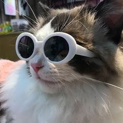 Dog Cat Sunglasses